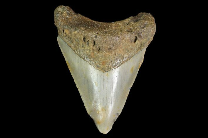 3.13" Fossil Megalodon Tooth - North Carolina